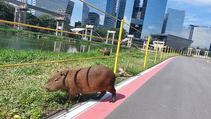 Observação da fauna e da vegetação